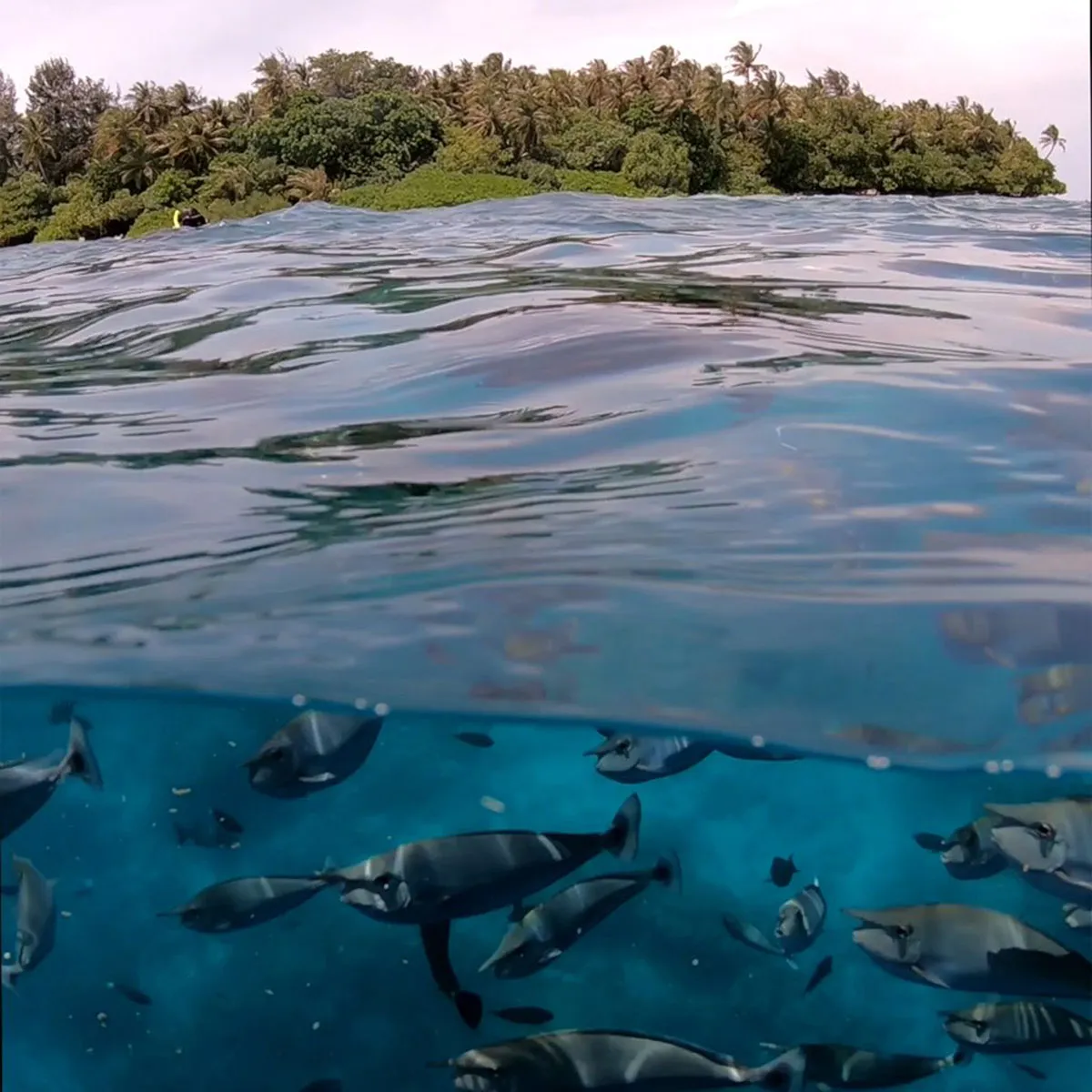 PolarPro FiftyFifty Dome showing an over/under shot of fish and the shoreline.