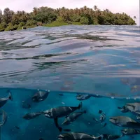PolarPro FiftyFifty Dome showing an over/under shot of fish and the shoreline.